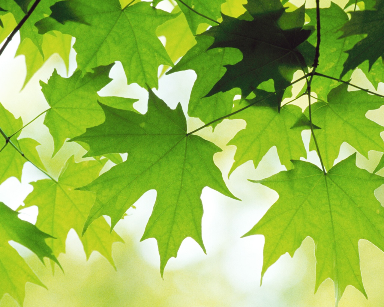 Кленовые листья обои