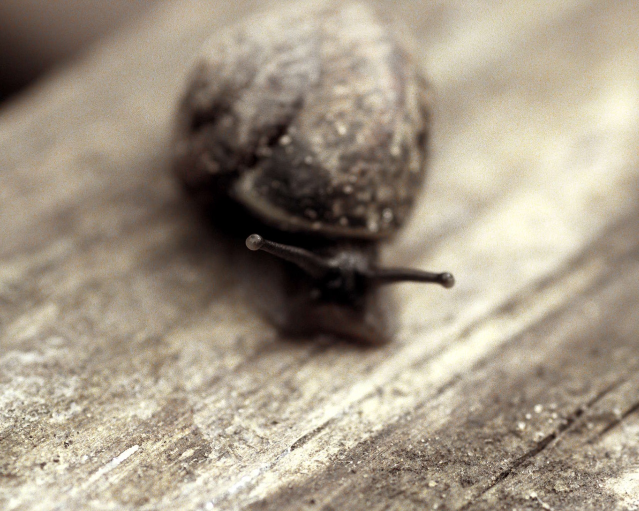 Улитка на ветке обои