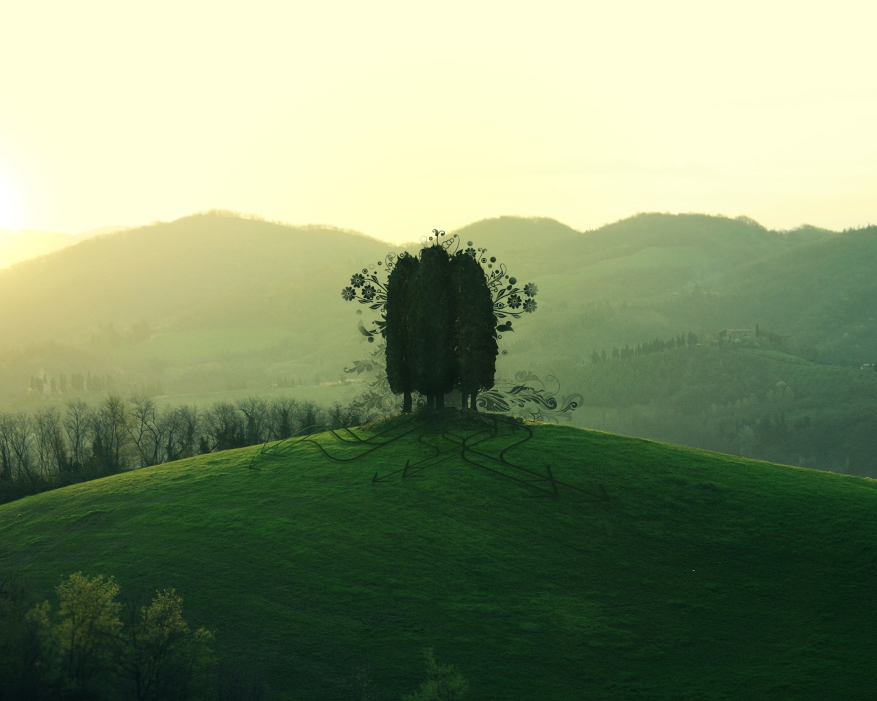 Деревья на холме обои