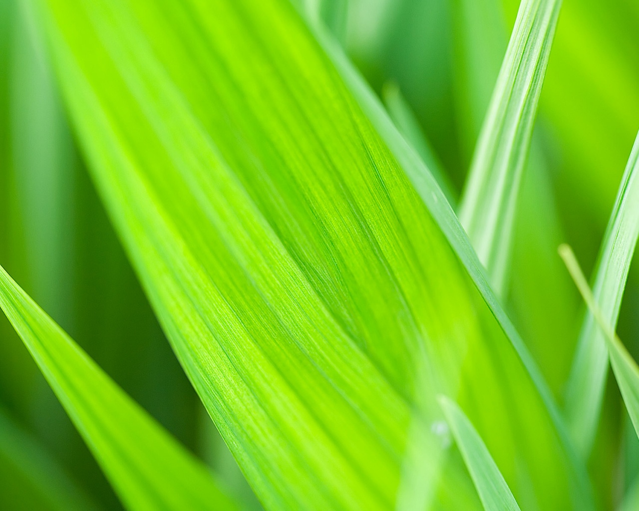 Идеальный кусочек зелени обои