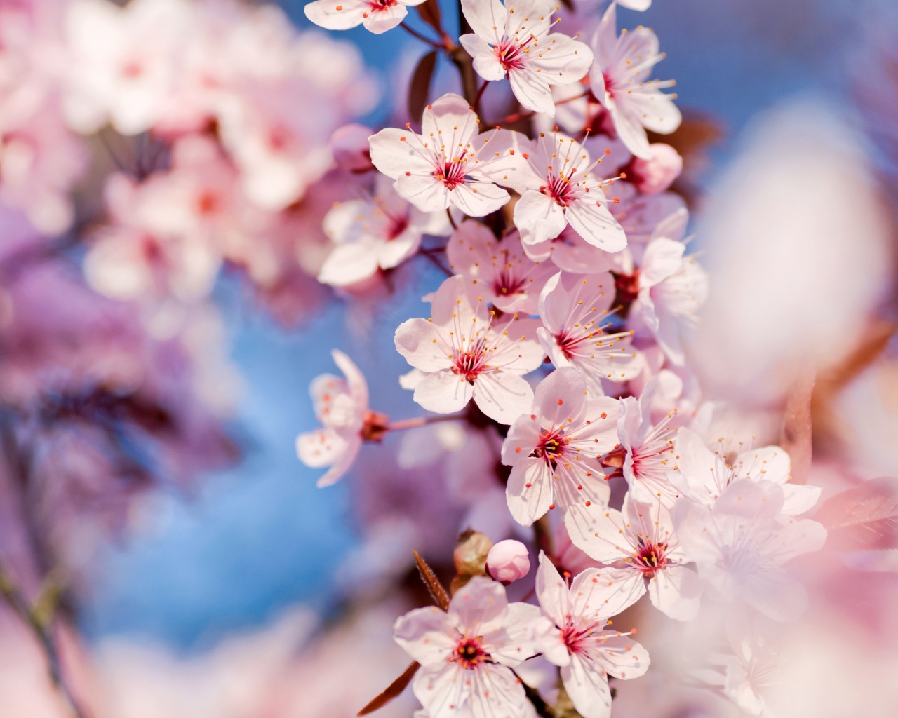 Цветение вишни обои