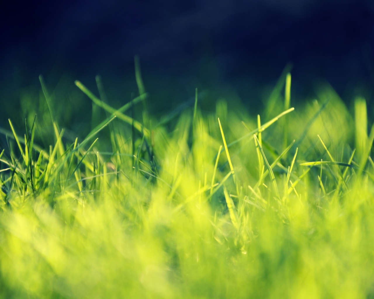 Играя солнечным светом обои