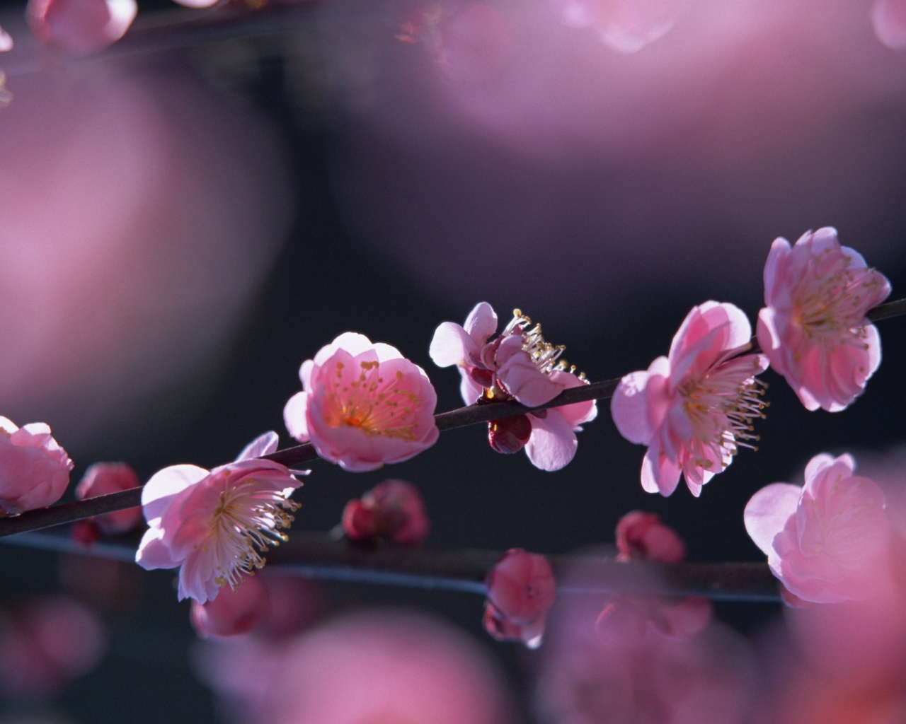 Цветущая вишня обои