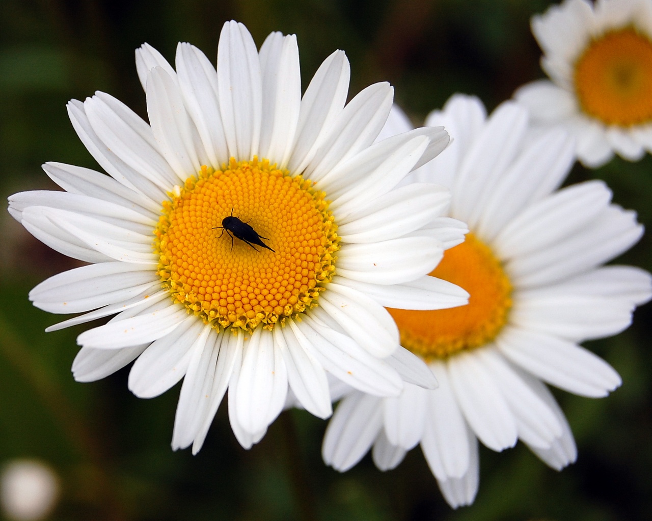 Ромашки обои