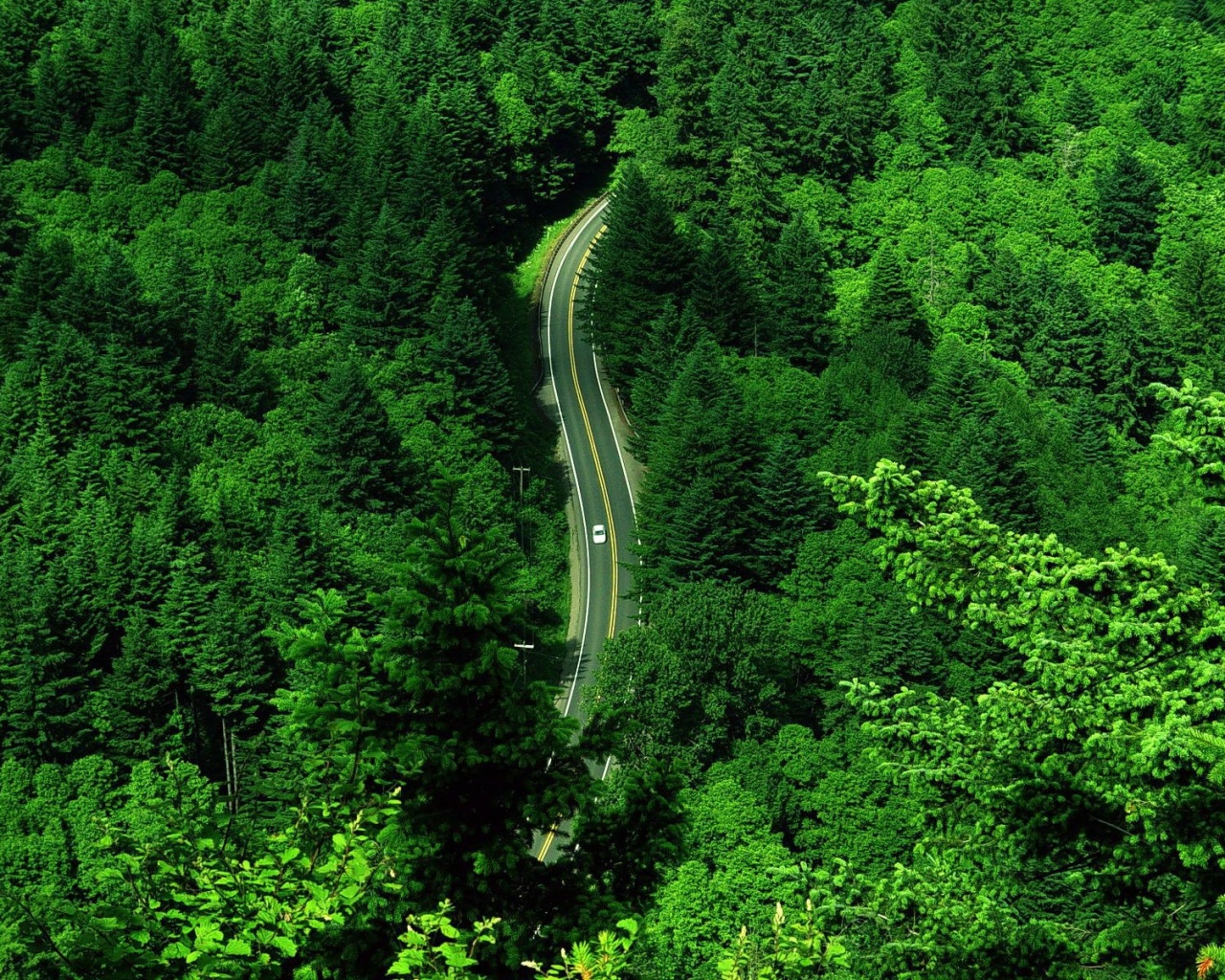 Лесная трасса обои