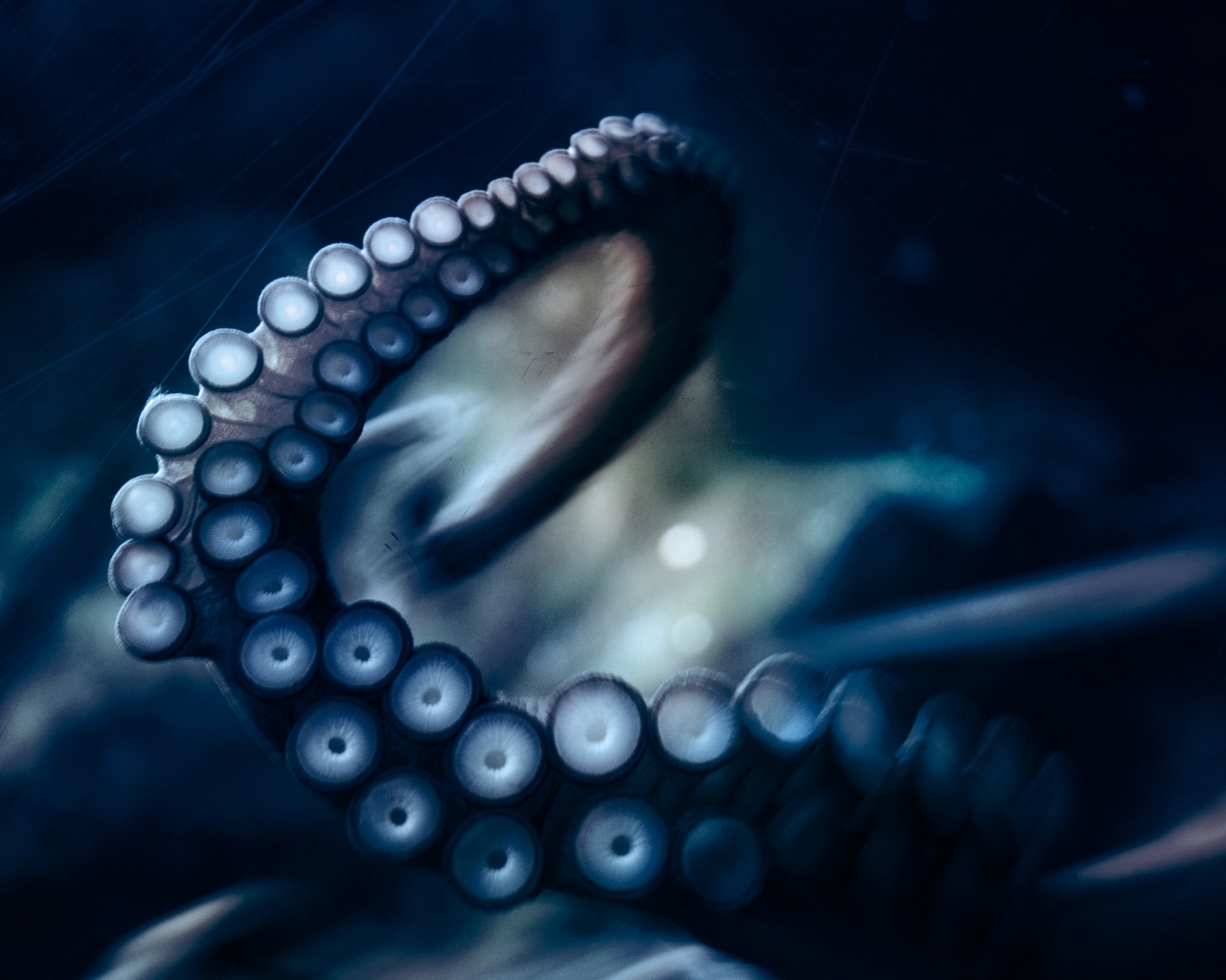 Щупальце обои