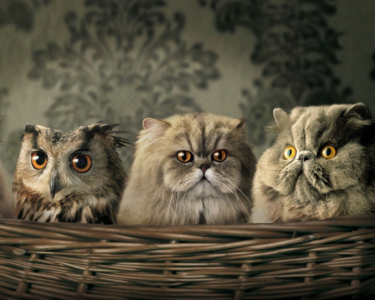 Чужой среди своих обои