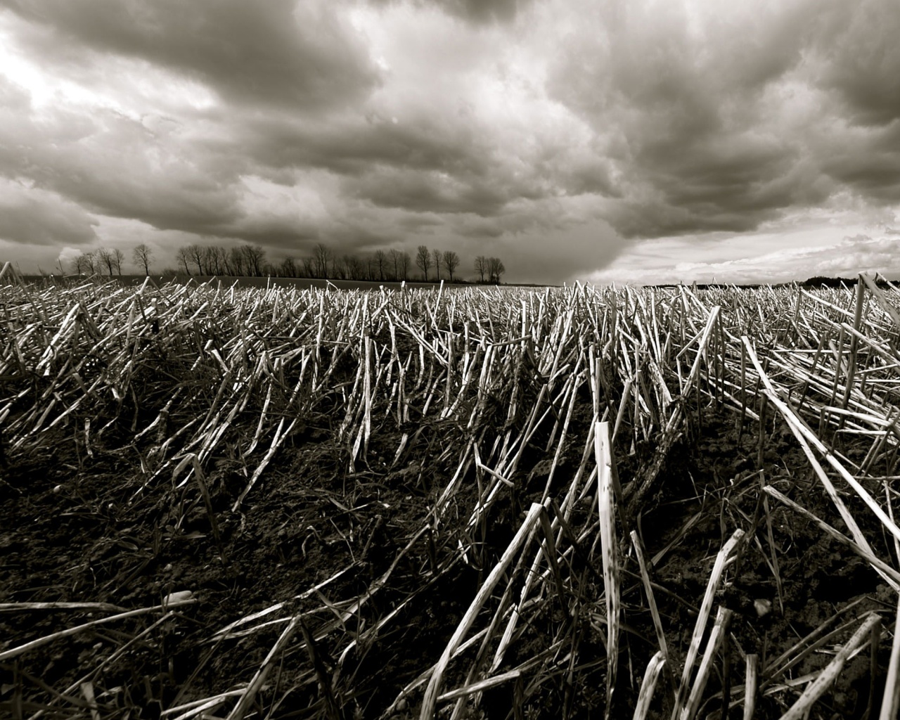 Убранное поле обои