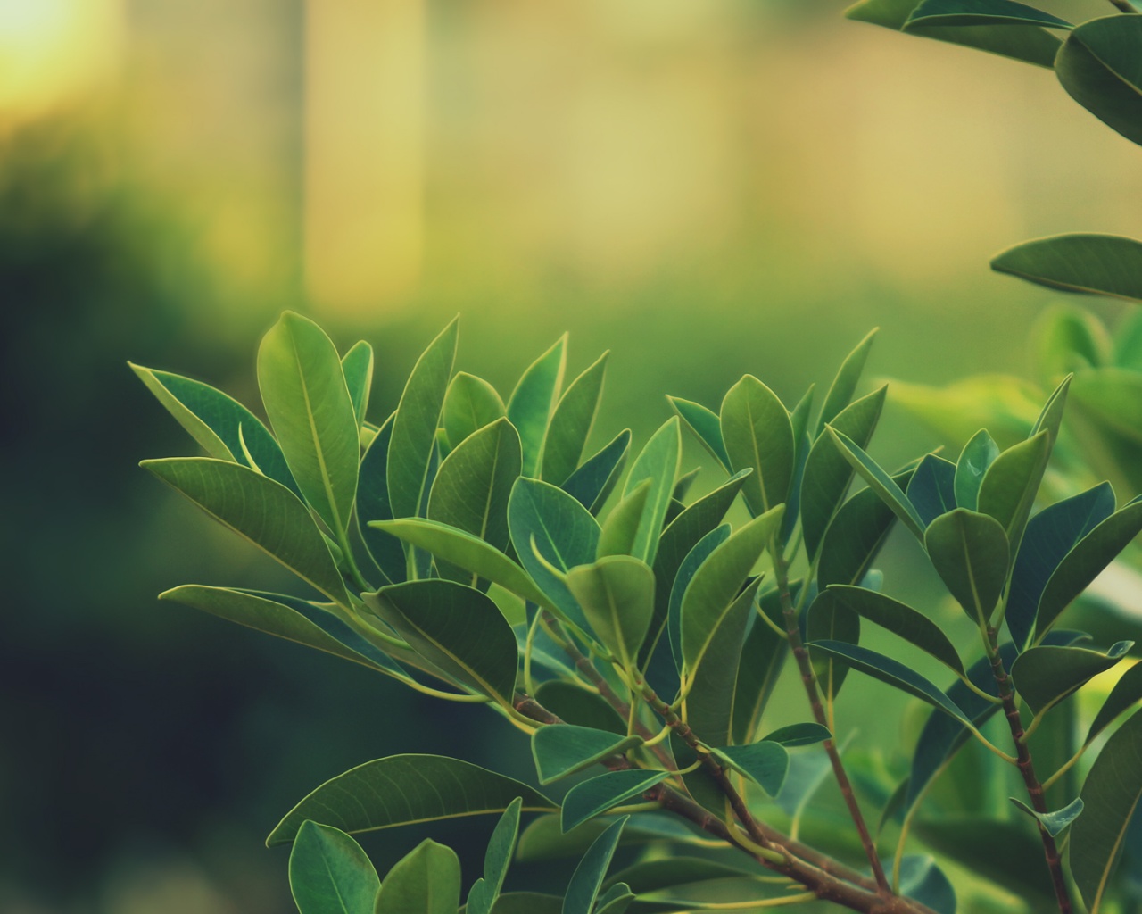 Листья обои