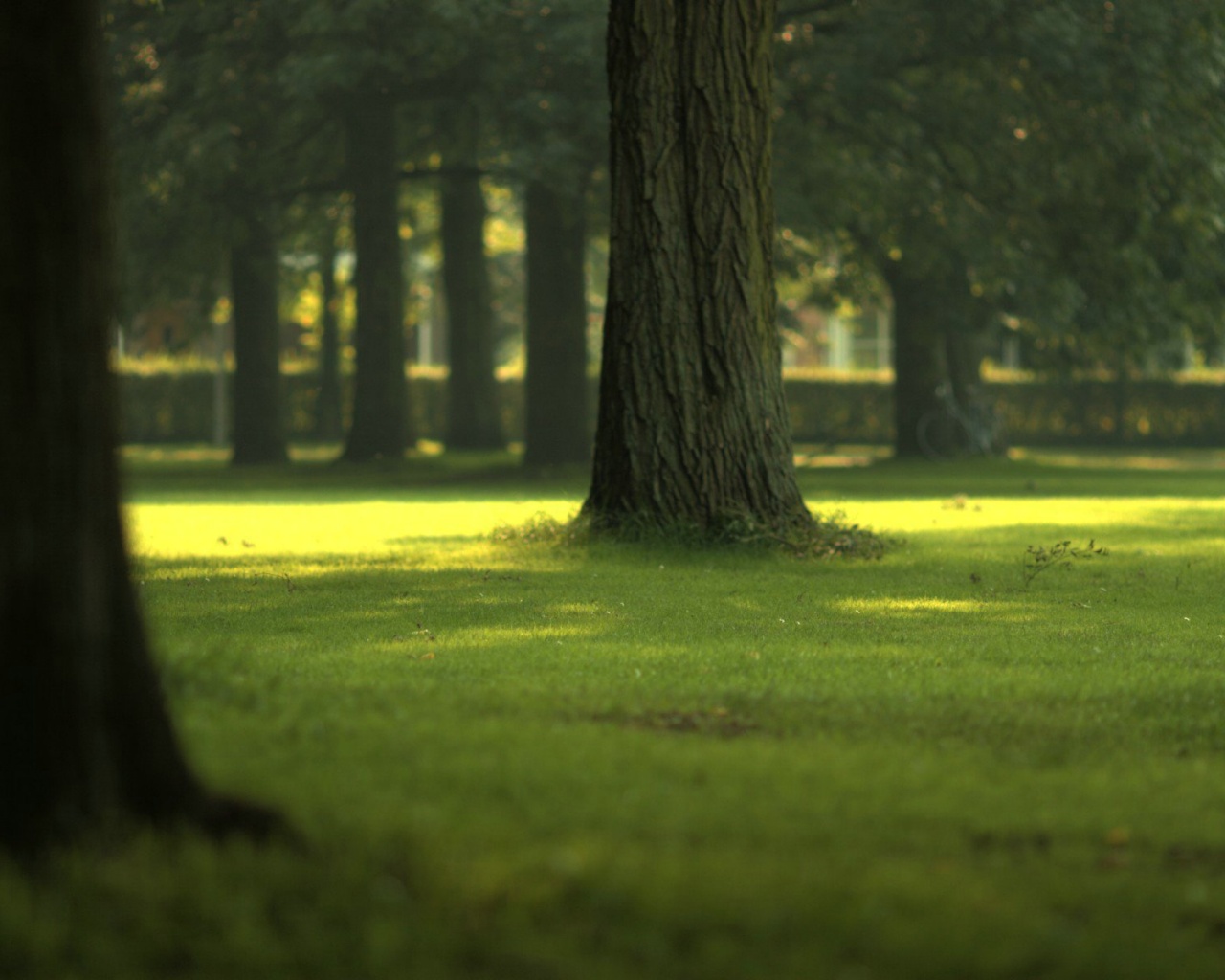 Ствол дерева обои