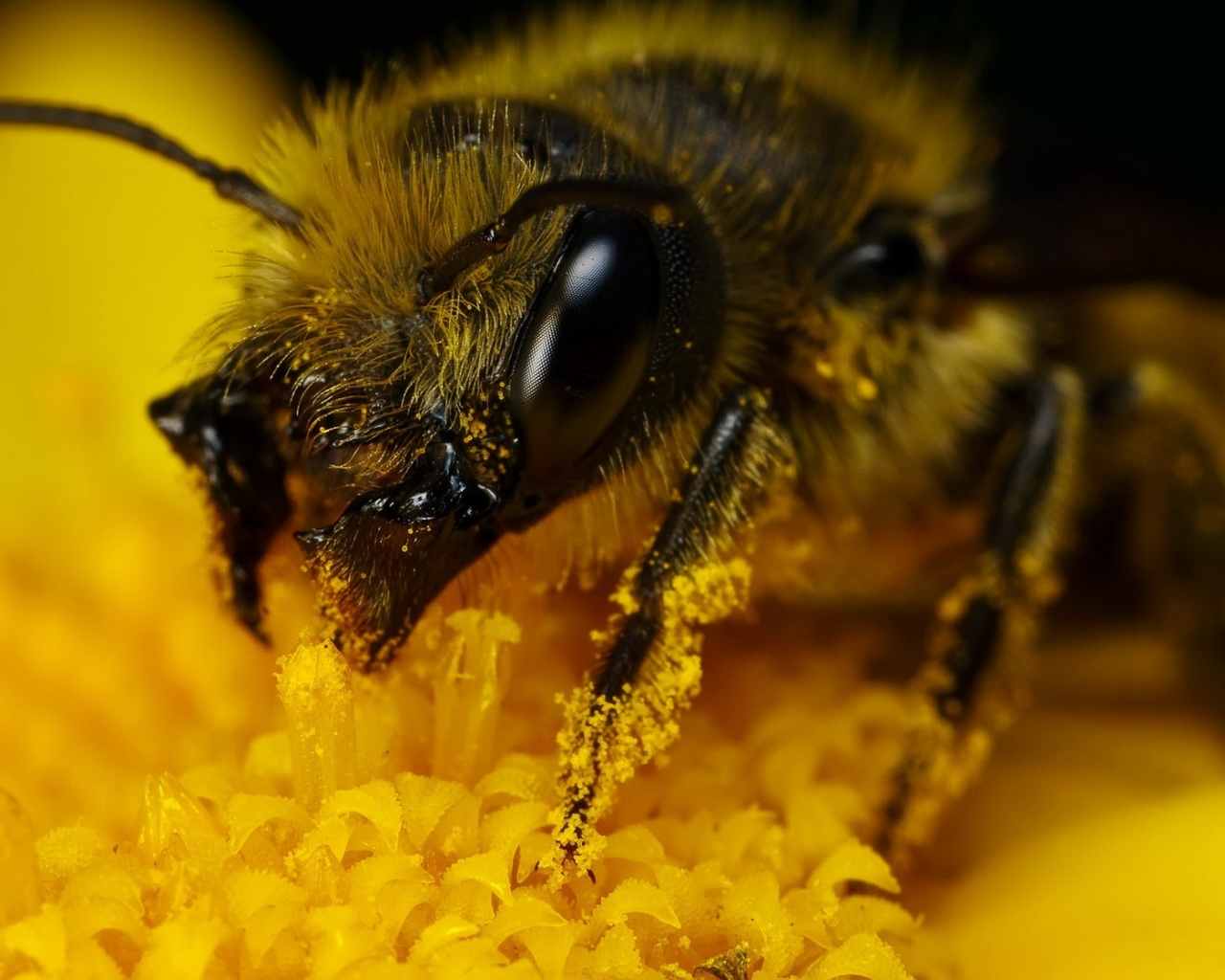 Пчела крупным планом обои