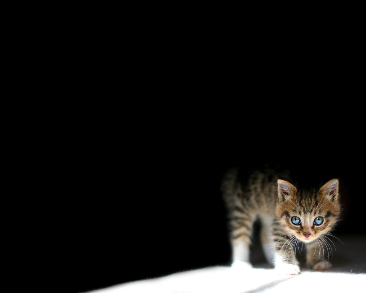 Котёнок обои