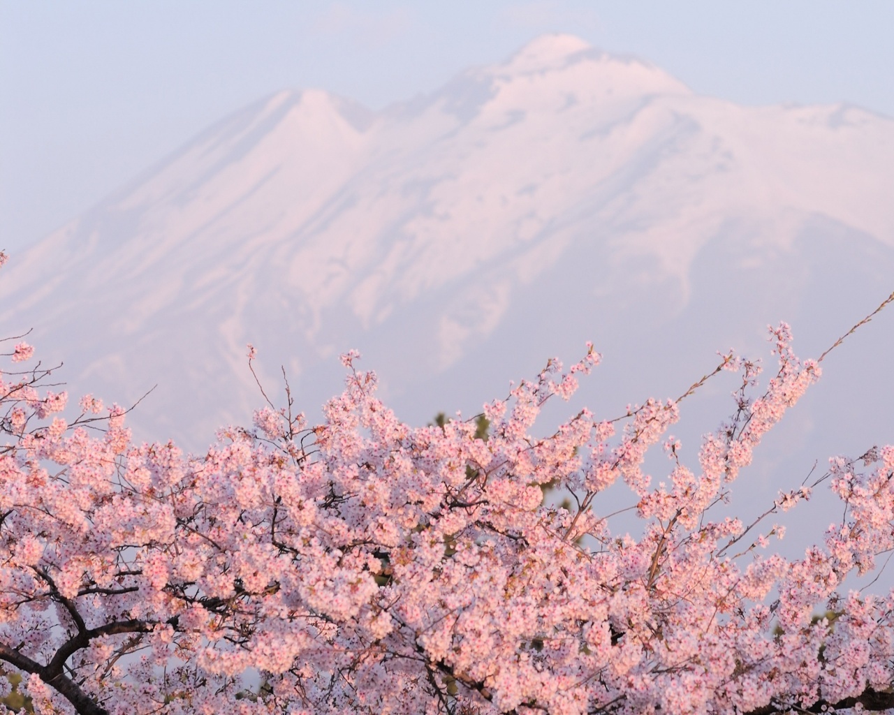 Цветение вишни в горах обои