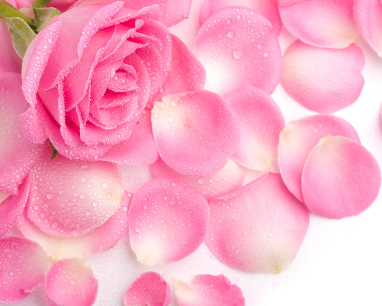 Розовые лепестки  обои