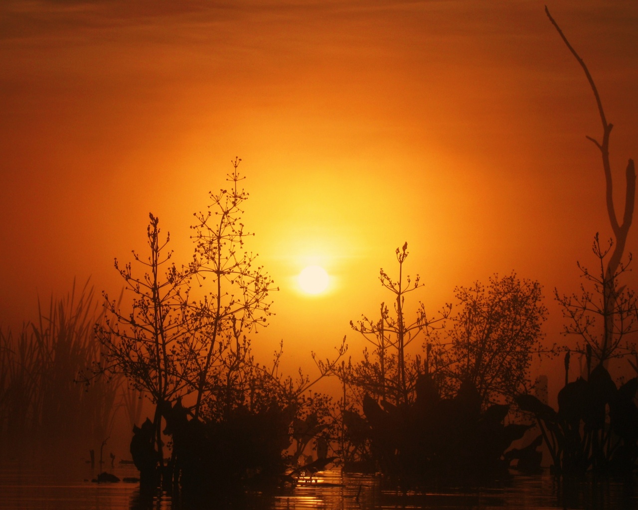 Доисторическое утро обои