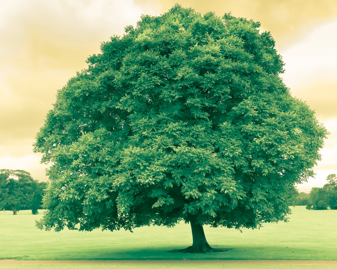 Зеленое ирландское дерево обои