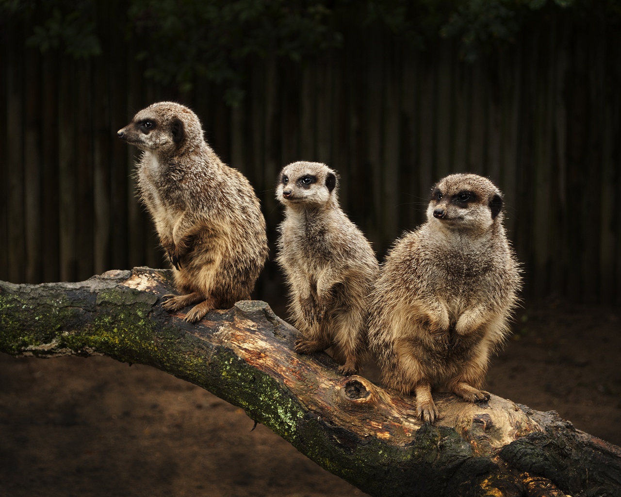 В дозоре обои