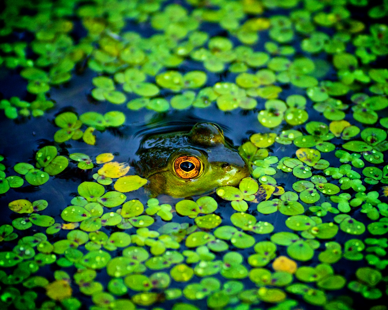 Маленькая лягушка обои