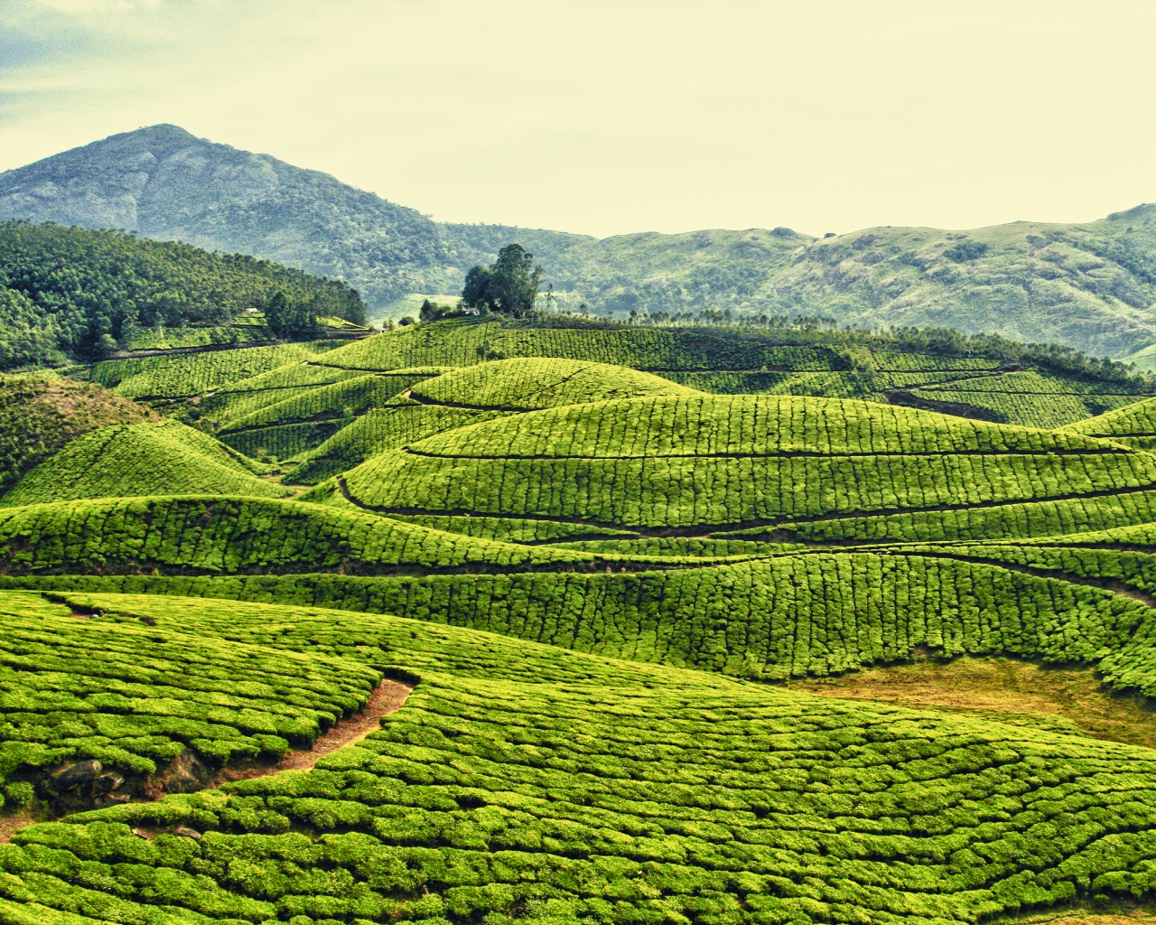 Плантации в Индии обои