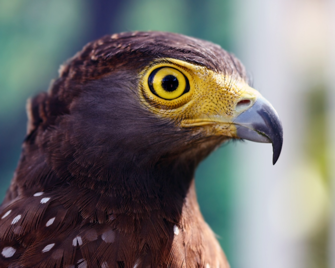 Взгляд орла обои