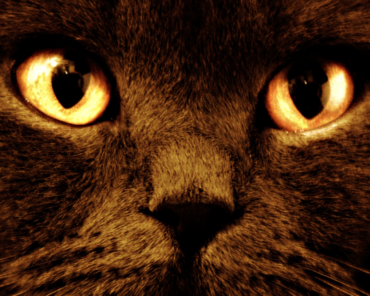 Черный кот с оранжевыми глазами обои