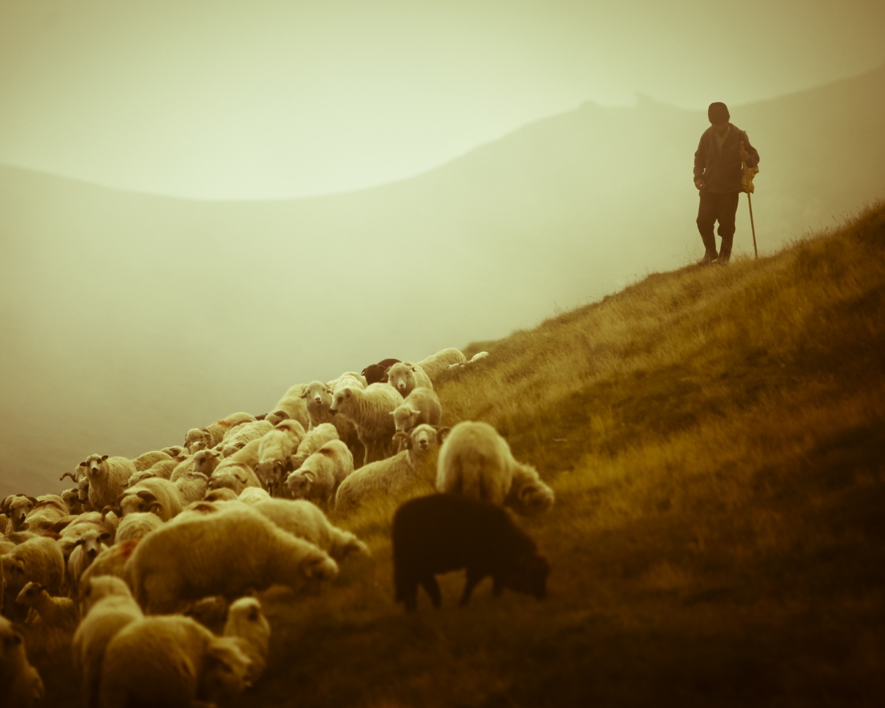 Пастух и стадо обои