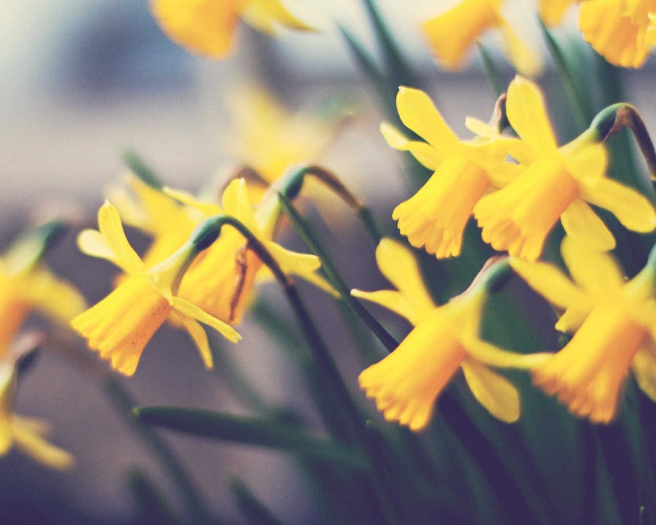 Нарциссы обои