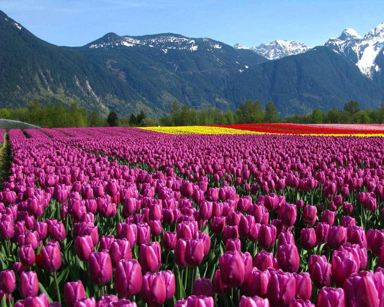 Поле тюльпанов обои