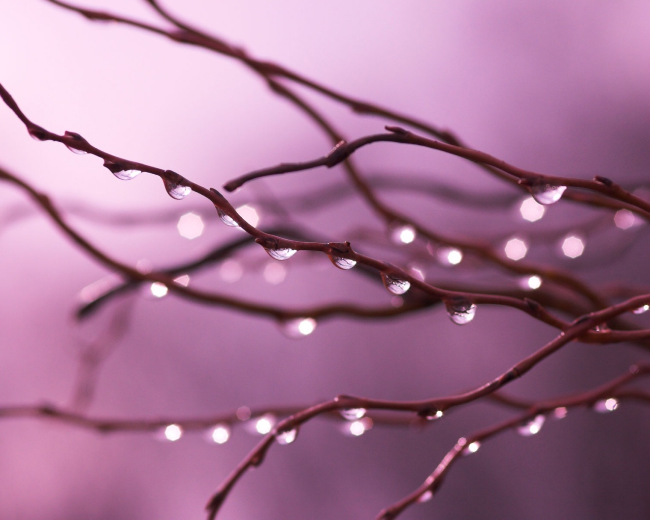 Капли на ветке обои