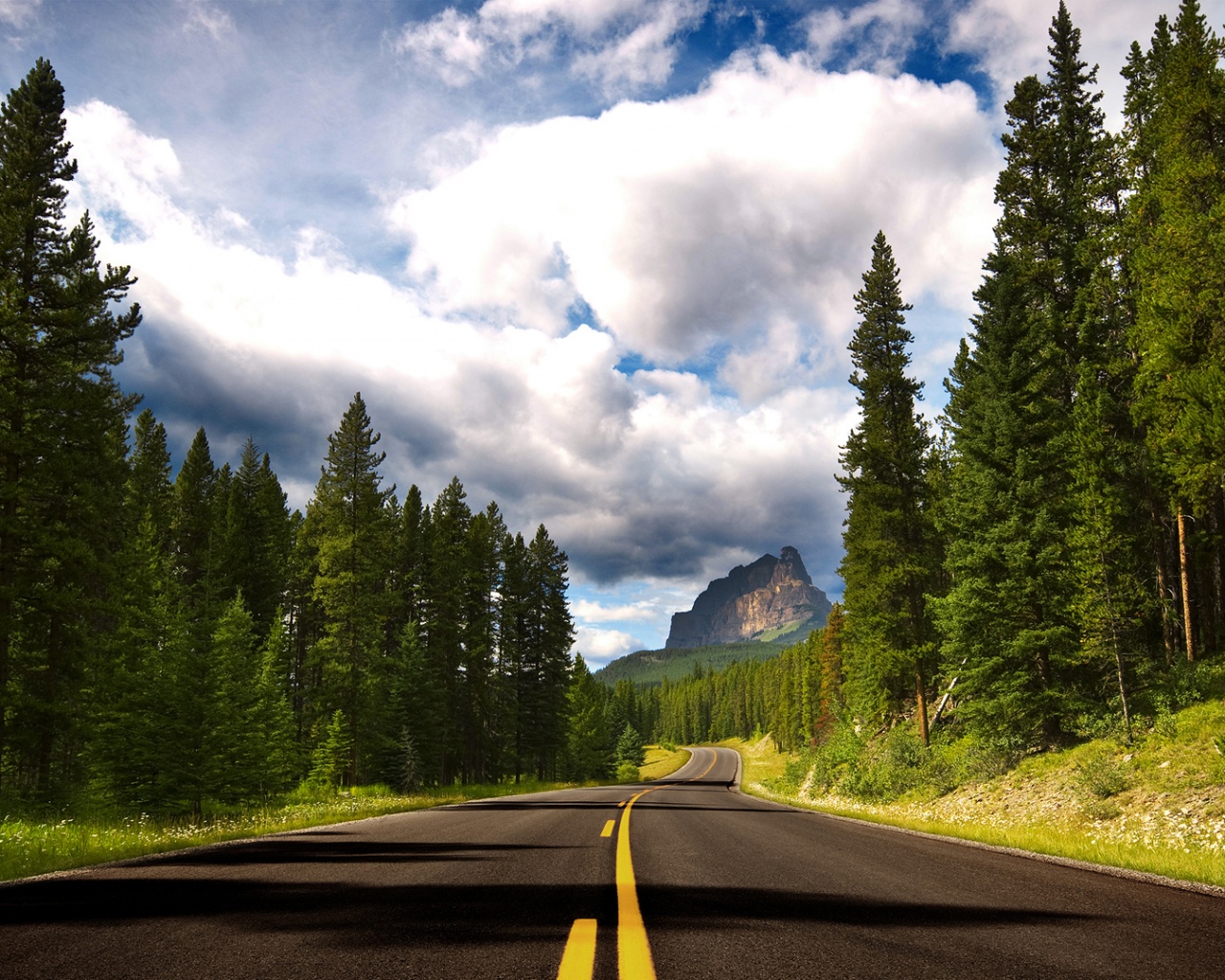 Красивая лесная дорога обои