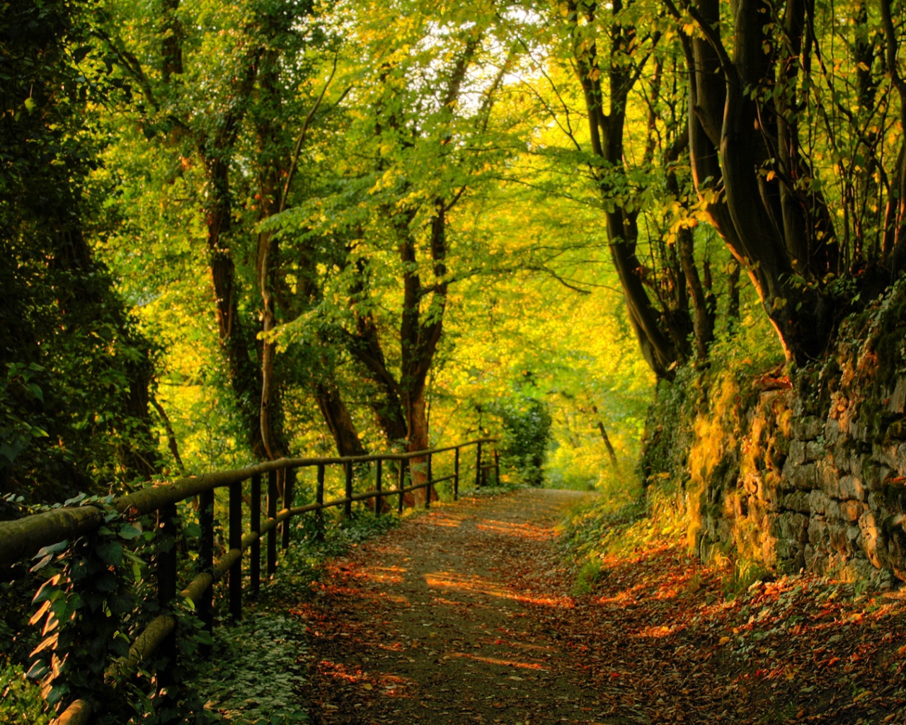 Лесная дорожка обои