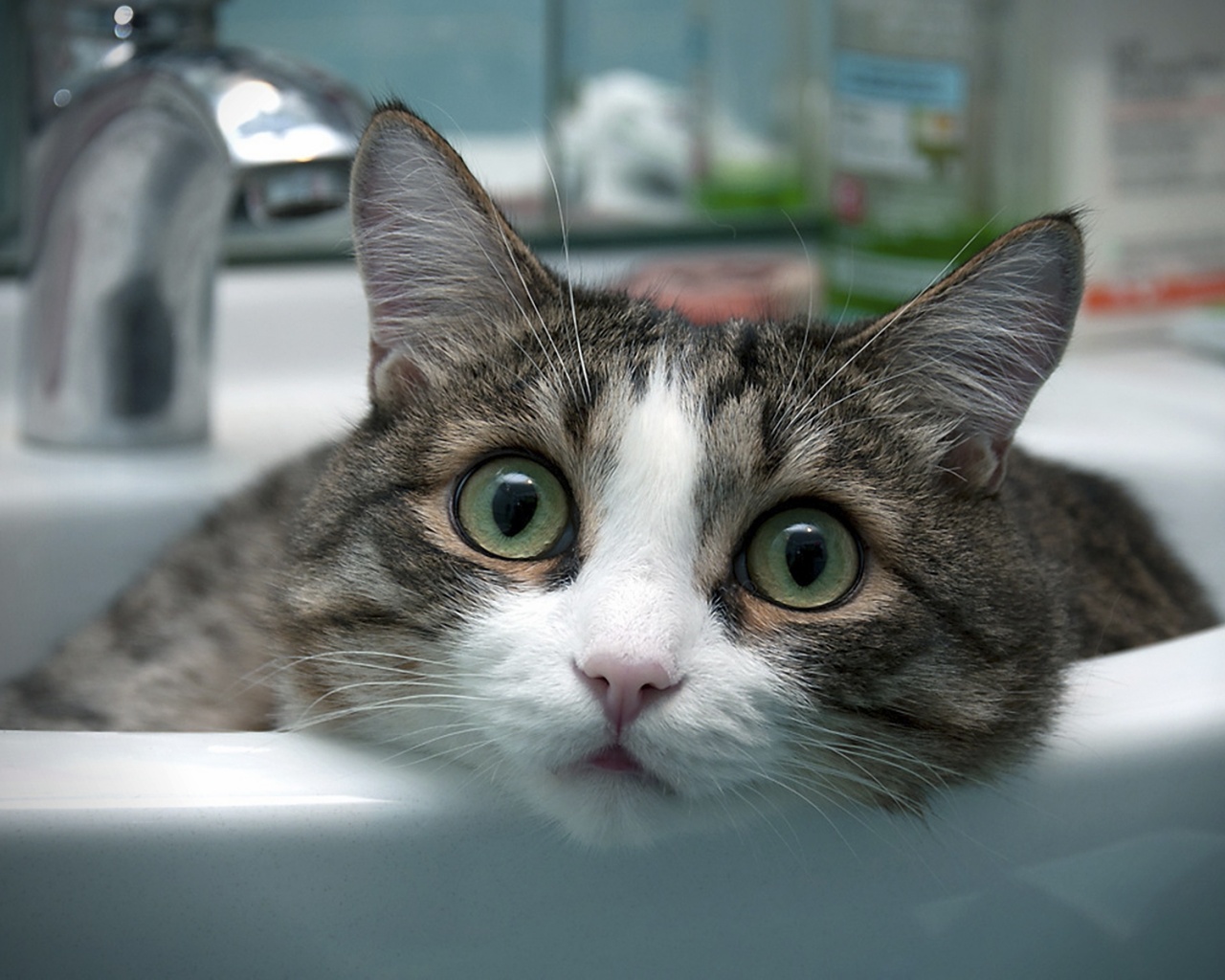 Кошак выглядывает из раковины обои