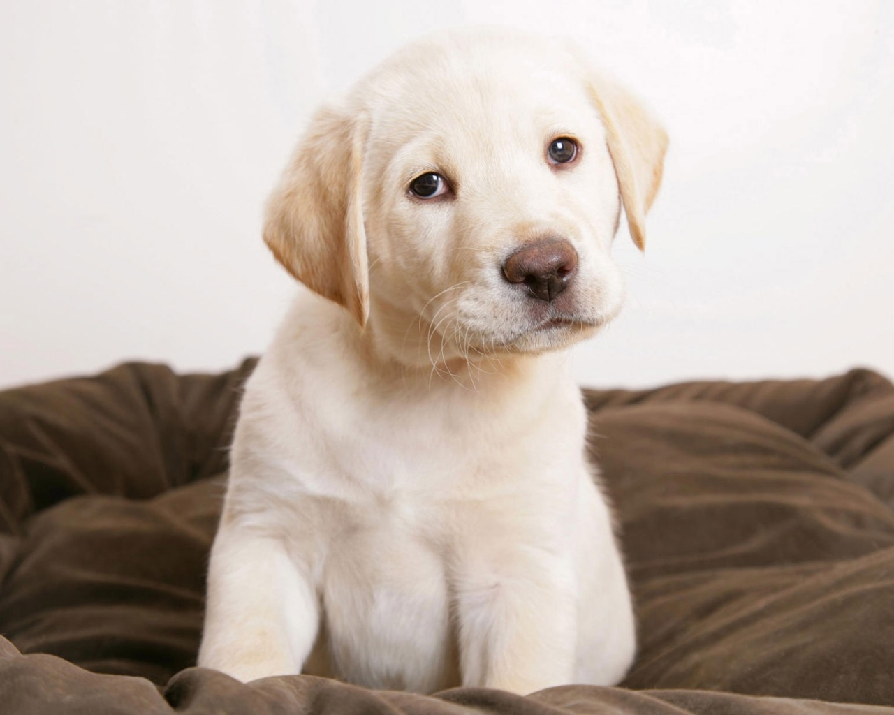 Маленький щеночек обои