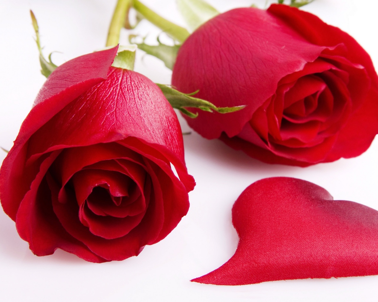 Две красные розы обои