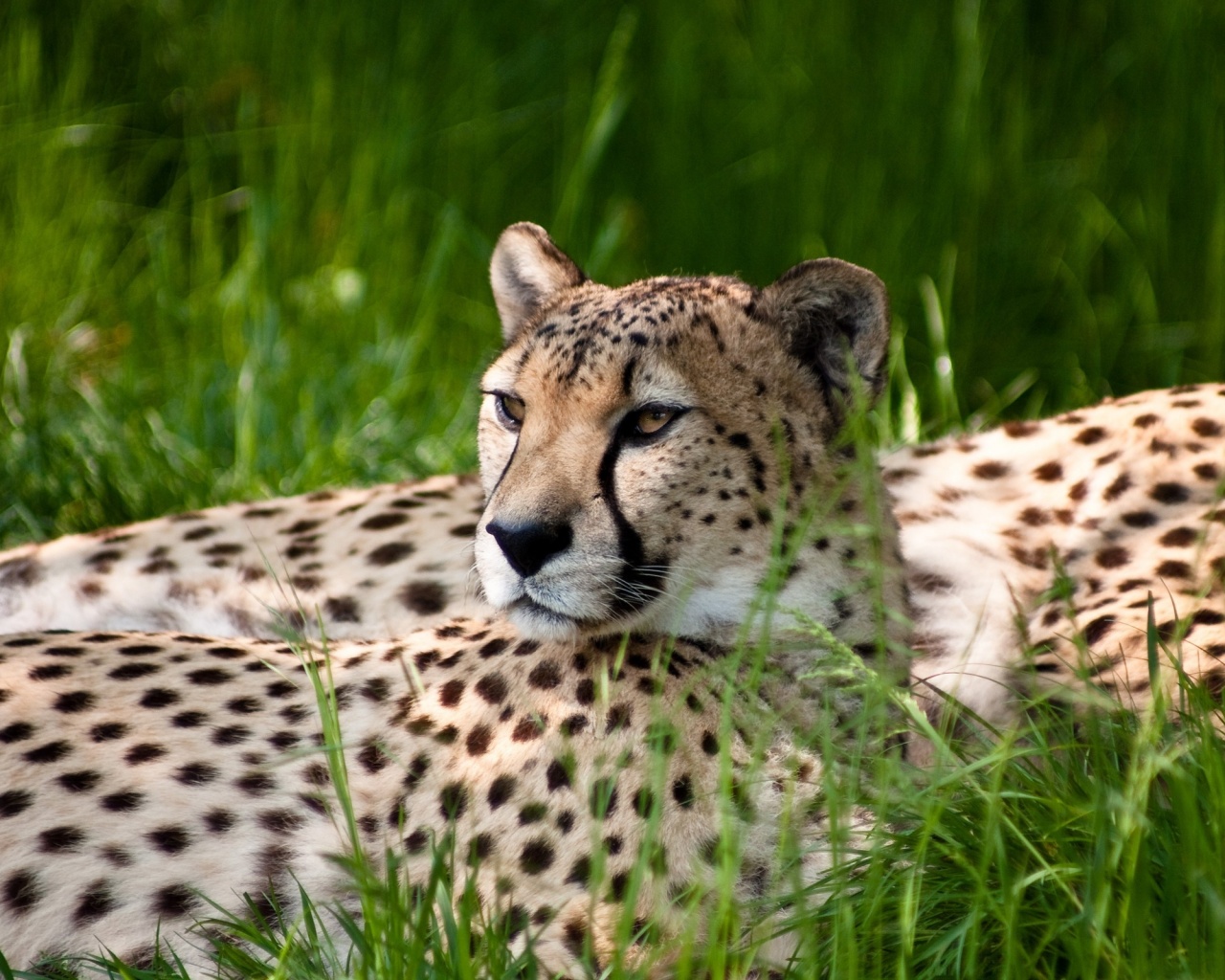Два изящных гепард в природе обои
