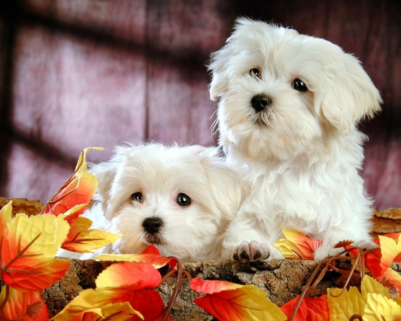 Два белых и пушистых пёсика  обои