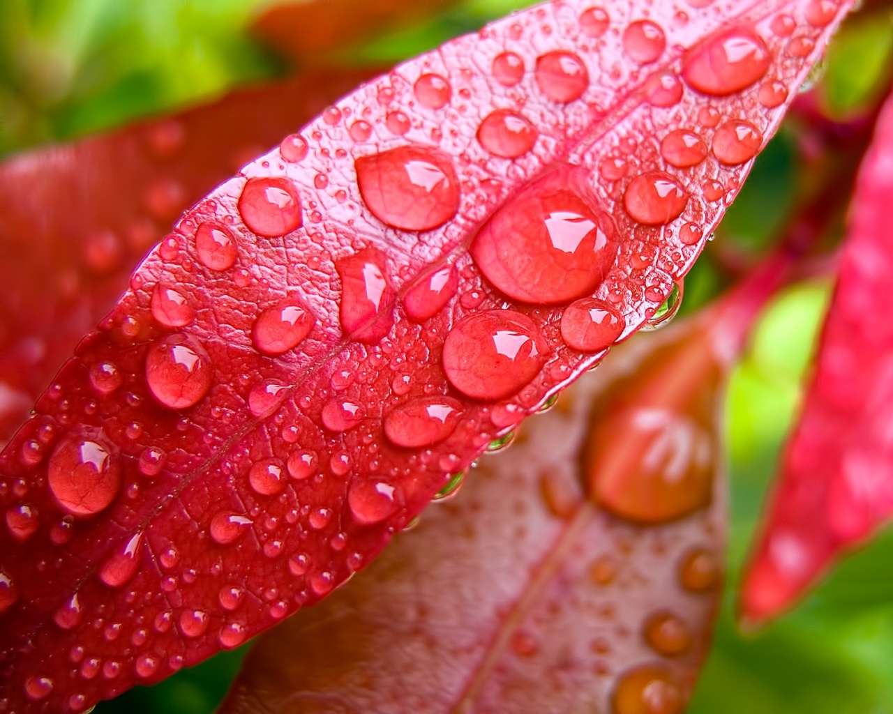 Капли росы на красных листьях обои