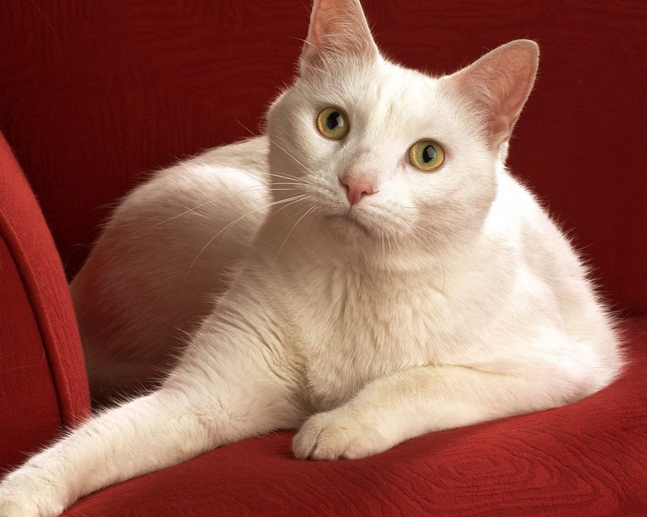 Белой кот на красном диване обои