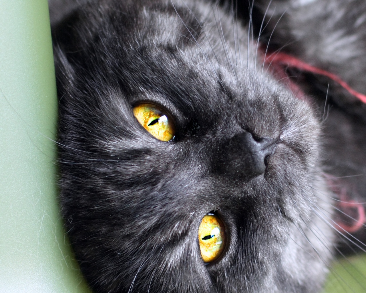 Игривый котёнок обои