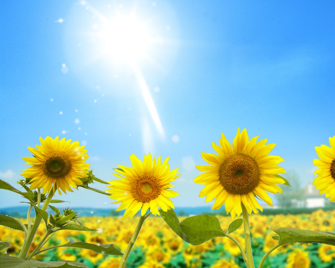 Подсолнухи не смотрят на солнце обои