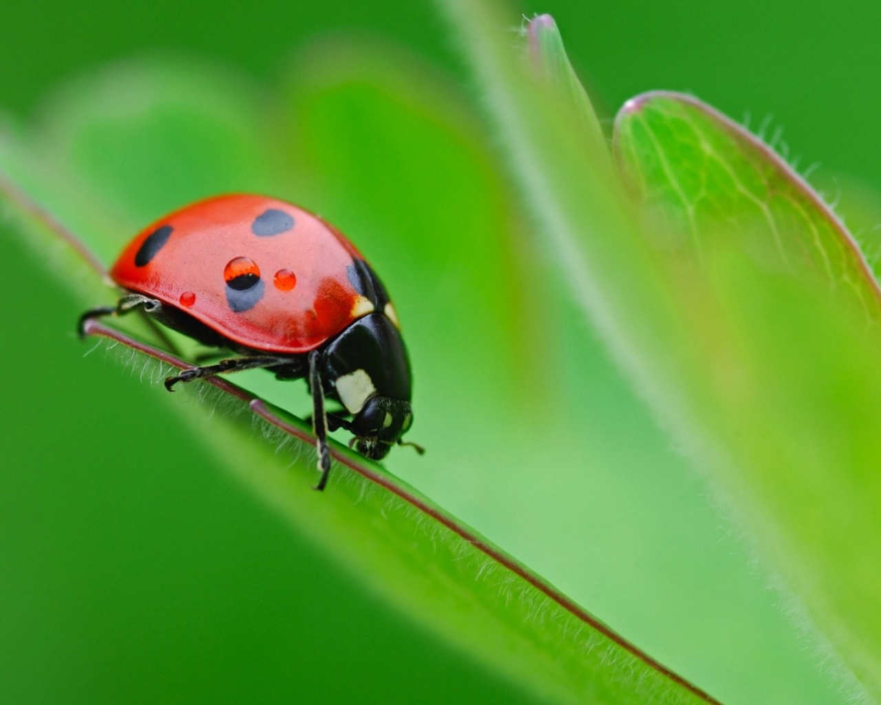 Божья коровка обои