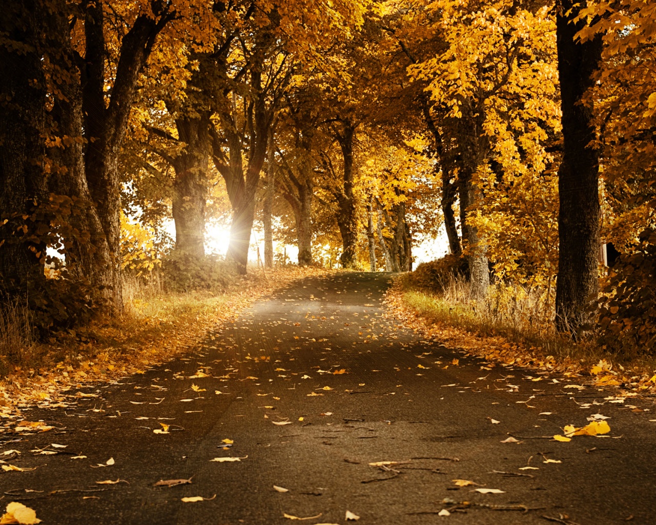 Дорога в осеннем парке обои