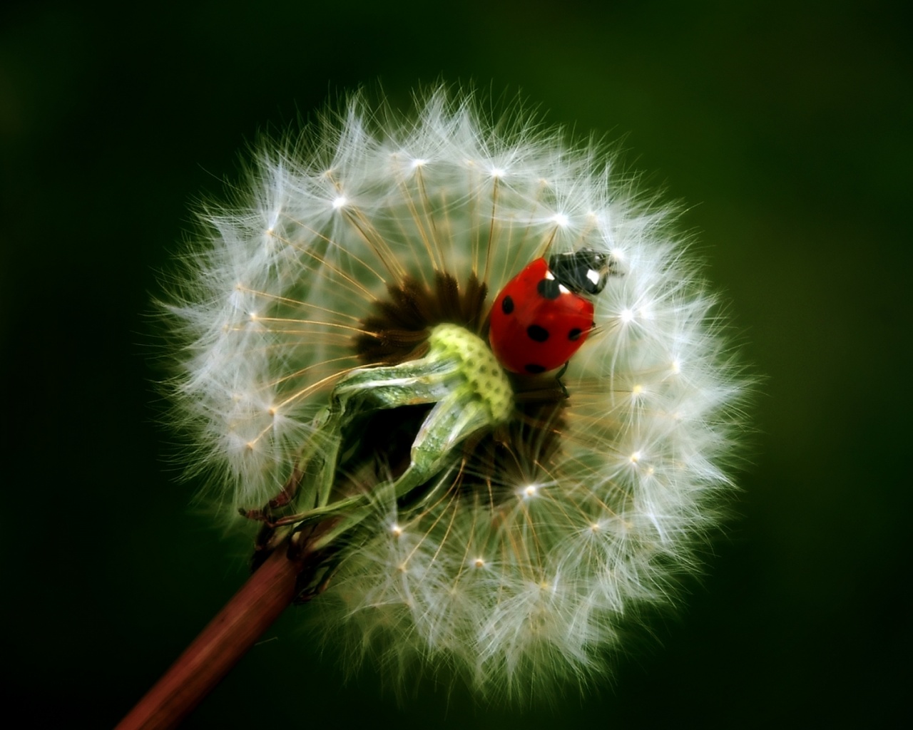 Божья коровка на одуванчике обои