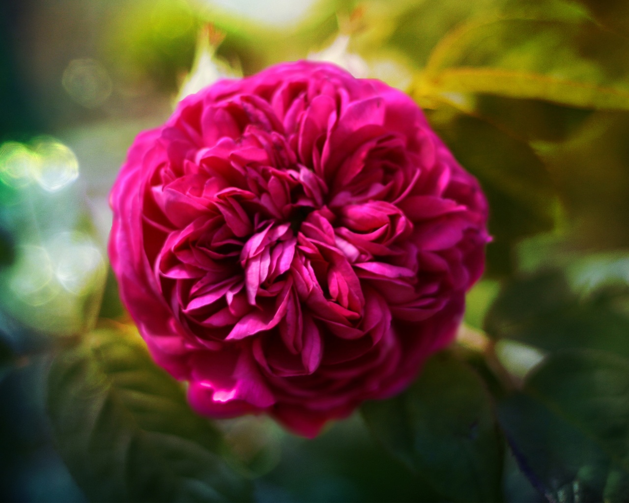 Клевер крупным планом обои