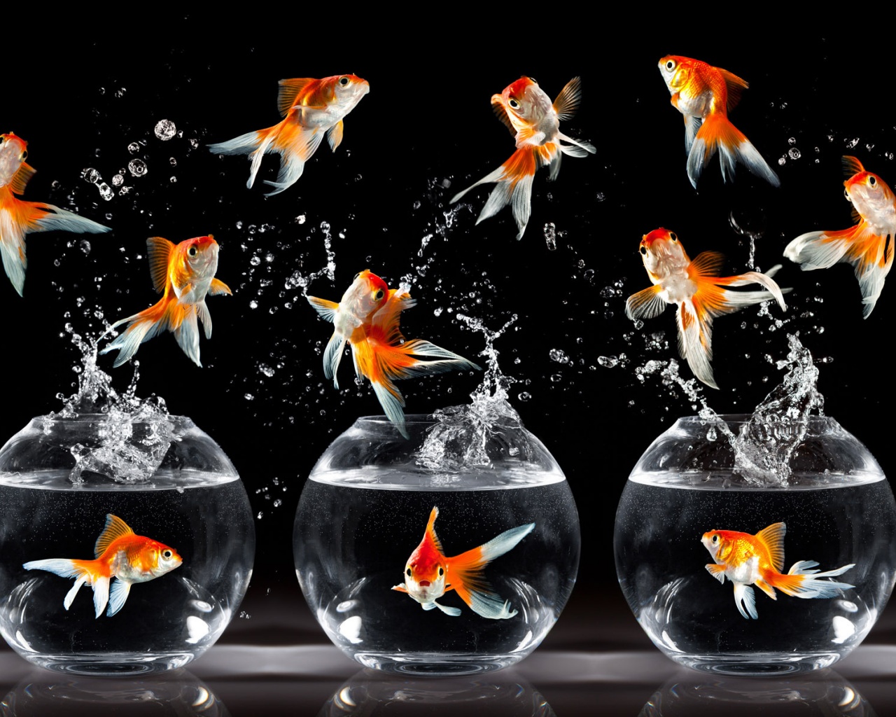 Аквариумы жонглируют рыбами обои