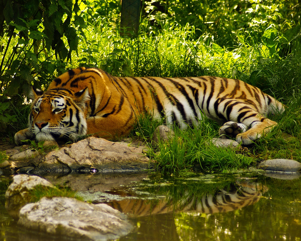 Тигр отдыхает обои