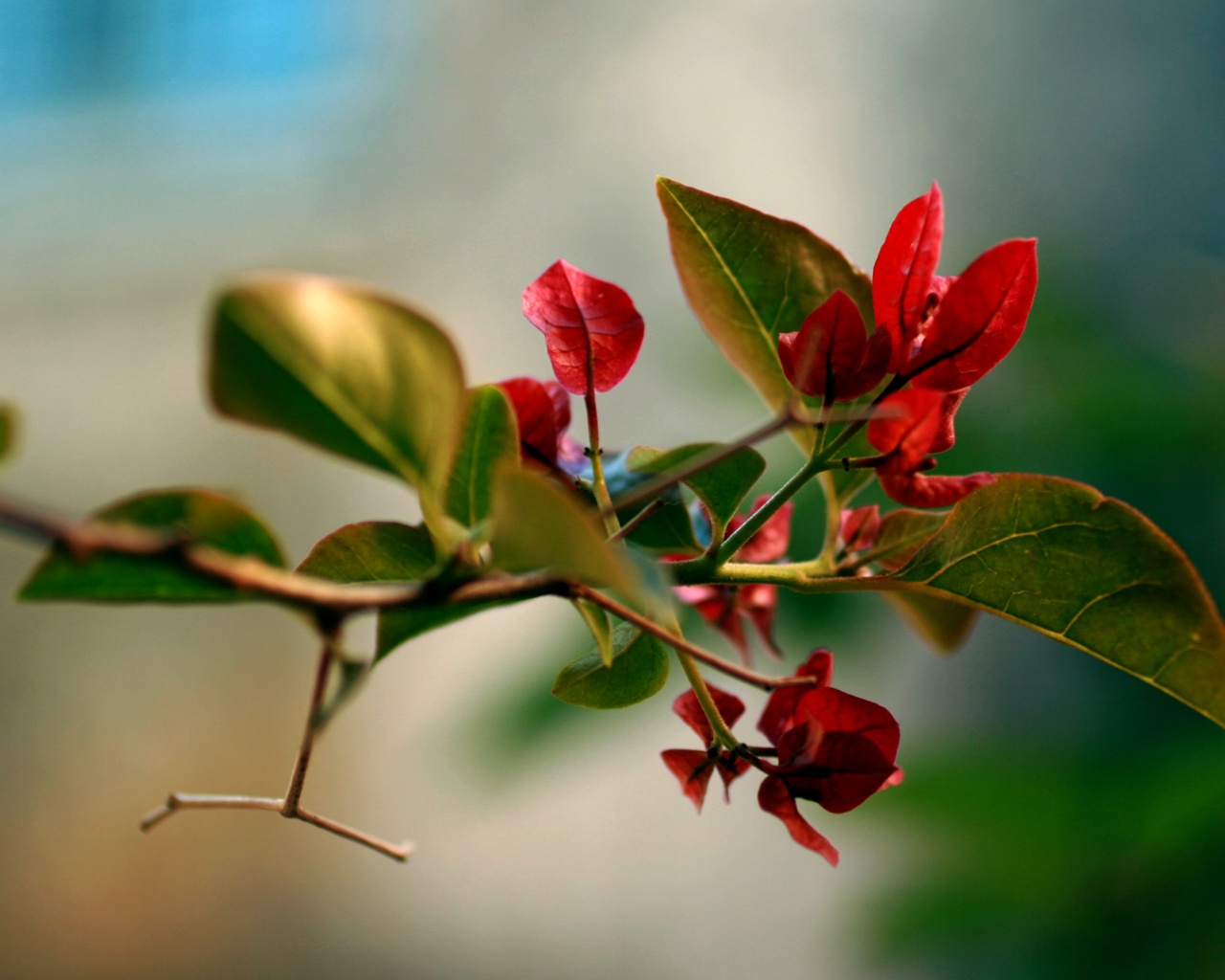 Разноцветные листья обои