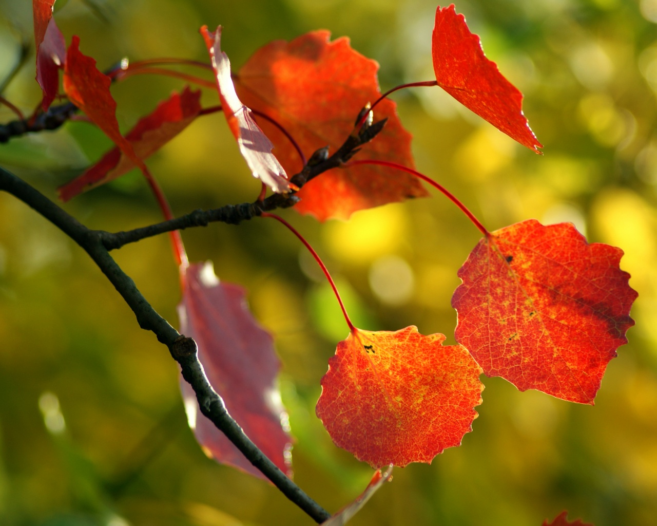 Красные листья обои