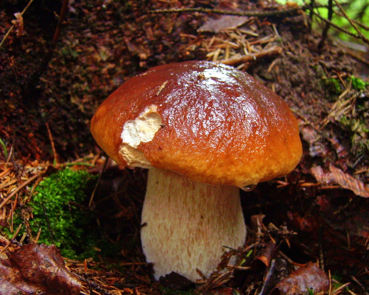 Белый гриб обои