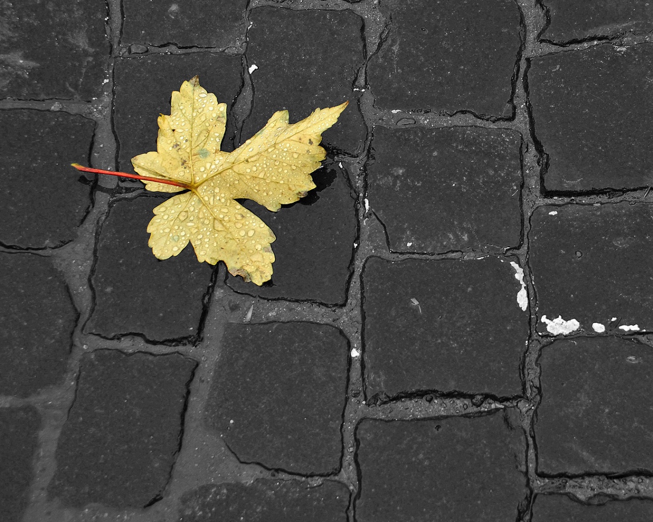 Упавший лист на мостовой обои